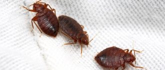 Bed bugs, for which you can prepare a lot of different traps