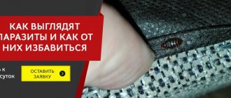 Bed bugs and their photos and how to get rid of them in Yekaterinburg