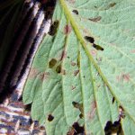 Leaves damaged by weevil