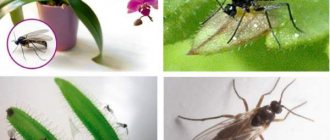 reasons for the appearance of midges in flowers