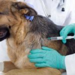 Прививки против клещей для собак — описание, механизм действия, виды вакцин, эффективность