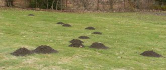 Signs of a mole are soil thrown to the surface in the form of a hill, which interferes with work on the site.