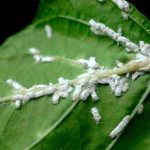 Preventing plants from mealybug
