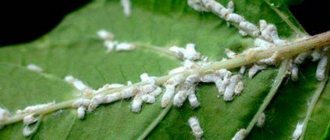 Preventing plants from mealybug