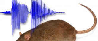 С помощью определенных звуков крыс действительно можно отпугнуть из дома, но как это реализовать на практике?..