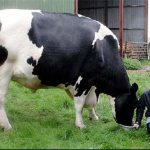 The biggest cow in the world