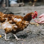 Sulfur for laying hens
