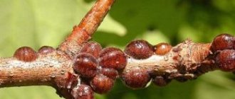 Scale insects on apple trees are a fairly common pest.