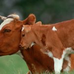 How long does a cow&#39;s pregnancy last?