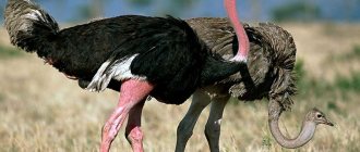How much does an ostrich weigh?