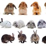 Crossing rabbits of different breeds