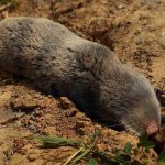 Mole rat-animal-Description-features-species-lifestyle-and-habitat-of the mole rat-13