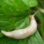 Slugs: how to deal with slugs on your property?