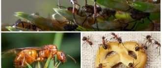 Deadly jaws of the Dracula ant - Fastest natural engine: 320 km/h