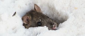 Do mice sleep in winter?