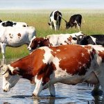 Herd of cows at a watering place
