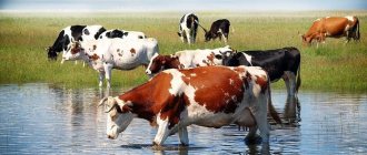 Herd of cows at a watering place