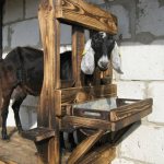 Goat milking machine makes milking easier