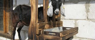 Goat milking machine makes milking easier