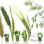 The structure of cereals