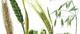 The structure of cereals