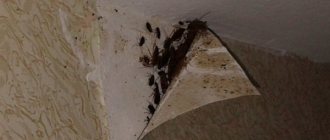 Cockroaches under the wallpaper