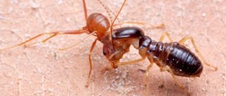 Termites vs Ants - 6 Key Differences