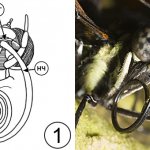 Types of insect mouthparts - Sucking mouthparts