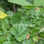 aphids on currants