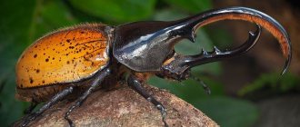 Hercules beetles have the most massive mandible.