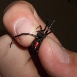 black widow bite