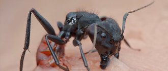 Укус муравья Бульдога