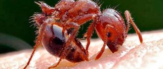 Укус муравья у человека
