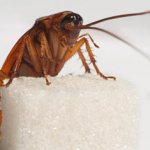 extermination of cockroaches in Moscow