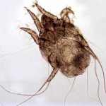 Ear mites in humans - description, symptoms, treatment