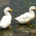 French ducks