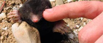 In fact, moles have eyes, and they are located approximately in the same place as other mammals.