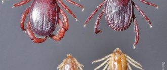 Types of ticks