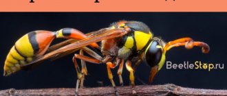 Types of wasps