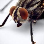 external structure of a fly