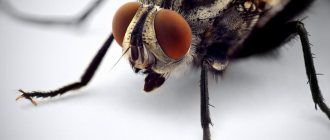 external structure of a fly