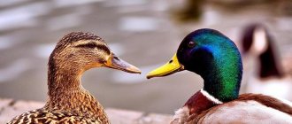 External differences between a drake and a duck
