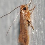 clothes moth appearance