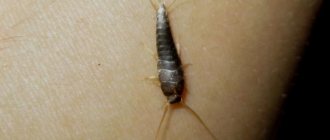 harm to humans from silverfish