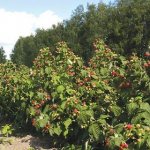 Raspberry pests and their control in spring, summer and autumn