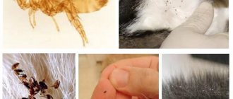 Lice from a cat