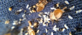 bedbug eggs