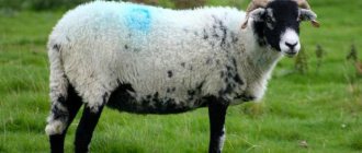 why do they castrate sheep?