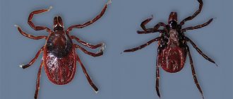 The western black-legged tick Ixodes pacificus is distributed on the western (Pacific) coast of the United States, where it serves as the main vector of tick-borne borreliosis (Lyme disease). The photo shows a view from the dorsal and ventral sides. © CC BY 2.0, photo by Don Loarie 