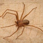 There are spiders in the apartment: what to do and should you be afraid of spiders